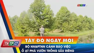 Bộ NN&PTNN cảnh báo việc ồ ạt phá vườn trồng sầu riêng | Cần Thơ TV