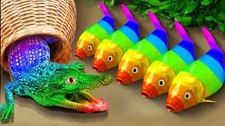 Mukbang Stop Motion ASMR - Evil Catfish hunting colorful koi fish family | 먹방 스톱모션-메기 사냥 다채로운 잉어 물고기