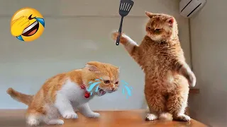 Best Dog And Cat Funny 😂 & Cute 😻 #19 , Video Funny Animals 2023 😂