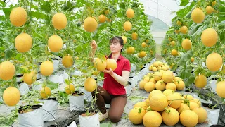 Harvesting Cantaloupe Goes To Market Sell - Distillation and preservation of lard | Free Bushcraft