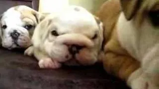 English Bulldog Puppies & crazy mama