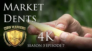 Corn Warriors - Season 3 | Episode 7 - Market Dents - 4K