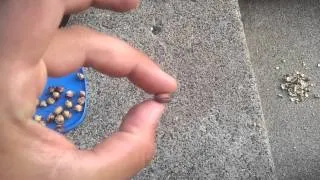 How to Open A Cherry Pit