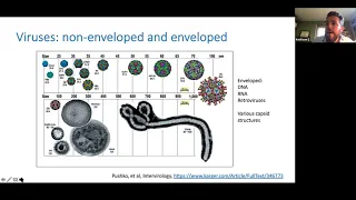 Enveloped viruses are EVs by Kenneth W. Witwer