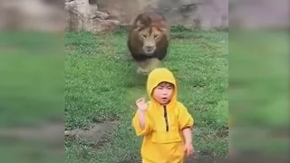 Lion Lunges at Boy at Zoo in Japan