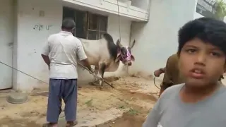 Dangerous cow qurbani 2018(1)