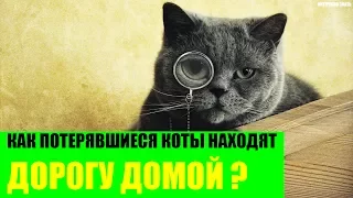 Как потерявшиеся коты находят дорогу домой?