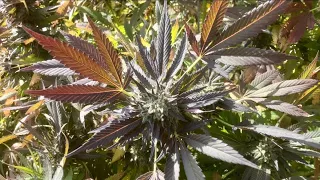 Harvesting my outdoor cannabis how to grow