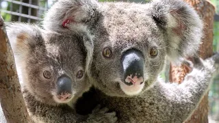 Friends of the Koala are a busy Koala Hospital and Care Centre in Lismore, NSW Australia