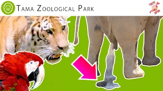 🇯🇵Самый большой зоопарк Токио 🐘