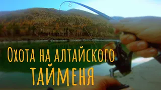 Битва тайменя со щукой, редкие кадры/Невероятный улов/Охота на алтайского тайменя/Река Катунь.