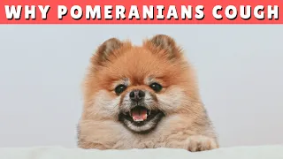 7 Causes of Pomeranian Coughing Explained