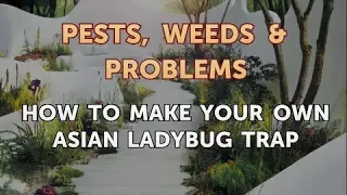 How to Make Your Own Asian Ladybug Trap