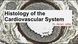 Histology of the cardiovascular system