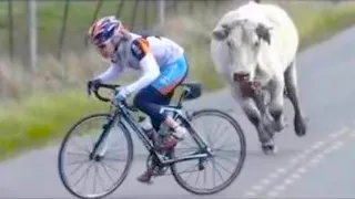 15 Times Animals Chased Cyclists