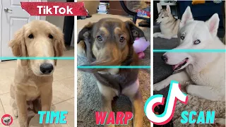 Time Warp Scan TikTok Dog Compilation 😜 🐶 Funny Dogs Reaction