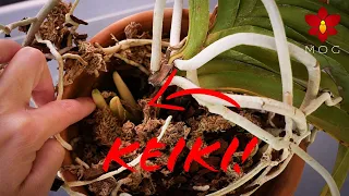 Found a buried Vanda keiki & I broke the entire Orchid by mistake 🤷🏻‍♀️