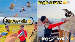 Omg 😳 eagle attack ( 2 kabutr pakd liye baccho ne 🕊️😍