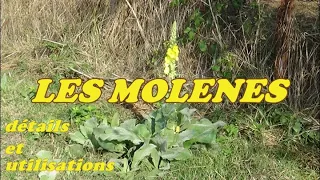 LES MOLENES 2, détails et utilisations