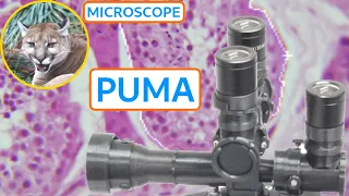 Introduction to PUMA Microscopy (the advanced 3D printed DIY microscope)
