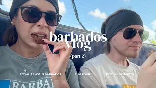 Royal Sandals Barbados vlog part 2 | rum tour, feeding monkeys, trying Chafetts for the first time