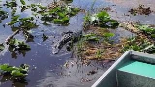 Gator in the Everglades!