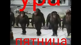 Топчик №28 Ура пятница!!!! Обезьяны танцуют под музыку