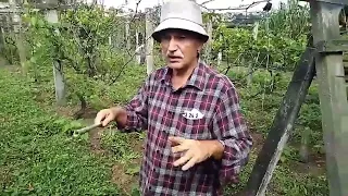 Plantando para subsistência com Sergio Semerdijian