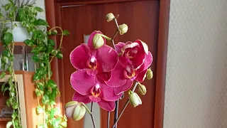 Орхидея Ола 🤗 Теперь и у меня есть