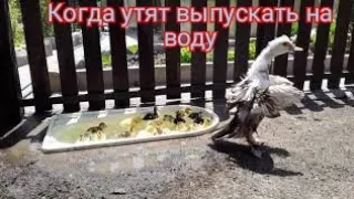 В каком Возрасте Утят Выпускать на Воду. Утиные Бега / Индоутка / Бассейн для уток