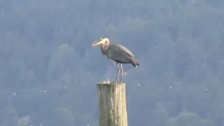 Blue Heron in Flight