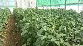 Capsicum Cultivation in Green House, English