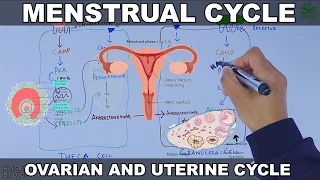 Menstrual Cycle | Ovarian and Uterine Cycle