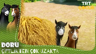 DORU | ÇİFTLİKTEN ÇOK UZAKTA