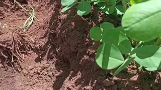 | GROUNDNUTS FARMING : Chalimbana Variety |