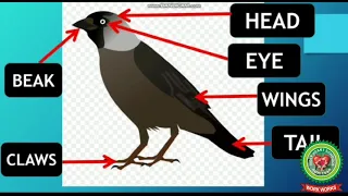 The World of Birds | part 1 |Class 3 |Science| Holy Heart Schools