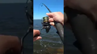 Jetty Monster Rips The Reel Off My Rod!!! (Live Shrimp)