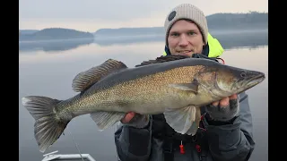 Jakten på öppet vatten  - Abborre - Gös