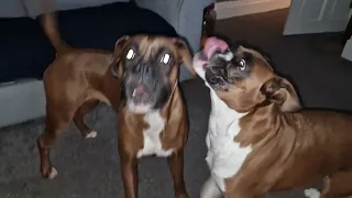 Boxer dog throws a huge Tantrum over nothing.