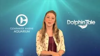 Dolphin Lover