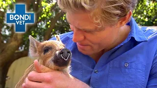 Dr Chris Warns Family About Adopting Pet Pig ⚠️🐷 | Bondi Vet Clips | Bondi Vet