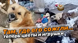 Спящую собаку сожгли вместе с будкой | Жители Хабаровска со слезами несут цветы на место трагедии