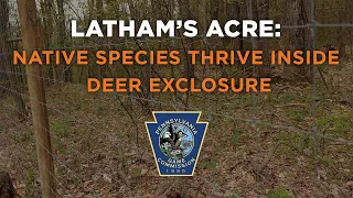 Latham’s Acre: Native Species Thrive Inside Deer Exclosure