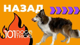 Команда Назад 🐩 Как научить собаку идти задом по команде 🐾 Необычная дрессировка щенка трюк Реверс 🐶