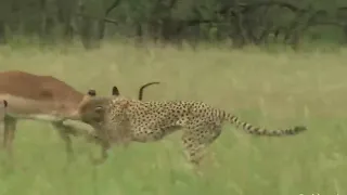 WORLD S FASTEST ANIMALS FAIL  Grant s Gazzele Take Down Cheetah With Horns  Lion Hunt Imapala Fail48