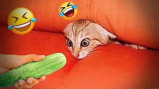 New Funny Animals 2024 😎 Funniest Dogs and Cats 😻🐶