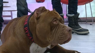 Pit Bull Called "Hulk," 175-Pound Dog Walks NYC | Good Morning America | ABC News