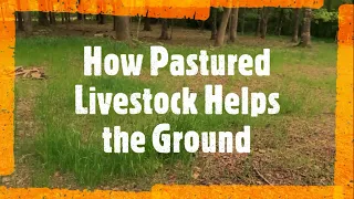 What Pastured Livestock Does for The Ground #pasturedpork #pasteredpoultry #grassfedbeef