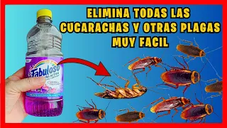 How to REMOVE ALL COCKROACHES and other PESTS from your home easily | Gio de la Rosa