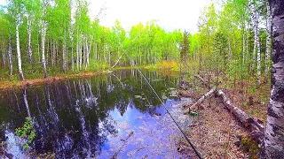 Нашёл ЛЕСНУЮ ЛУЖУ, а в ней голодные чудища! Рыбалка на ультралайт! Ротан на спиннинг! Оснастка ВЭКИ!